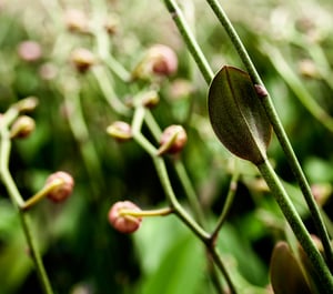 Orchid sprouting leaves at the end of its spike