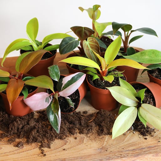 Square_Collections_Curated_Greenhouse_800_x_800_1