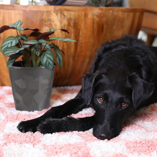 Square_Collections_Pet_Friendly_Dog_800_x_800_1