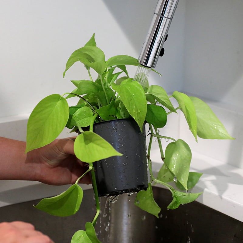 WI Plant Care Watering SQ Lifestyle 1 WI Plant Care Watering SQ Lifestyle 1