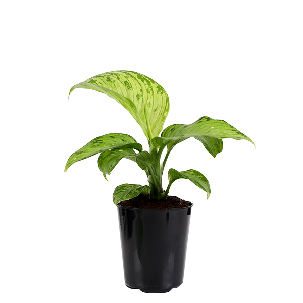 2.5IN_Mini_Foliage_Website_Image_0000s_0000_2.5in-mini-foliage-dieffenbachia-snow-product-image-2-6-cm
