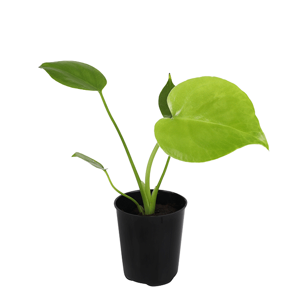 2.5IN_Mini_Foliage_Website_Image_0000s_0001_2.5in-mini-foliage-monstera-deliciosa-2-6-cm