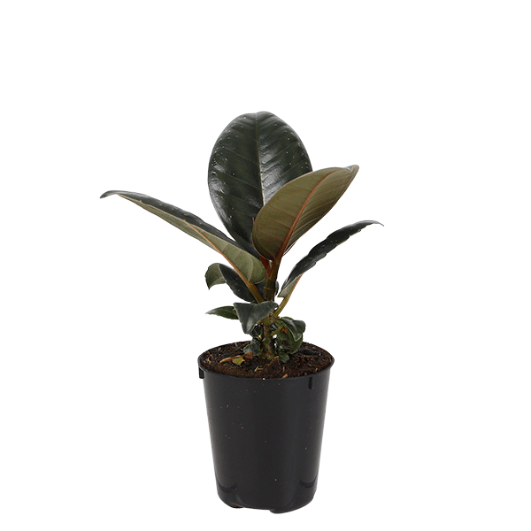 2.5IN_Mini_Foliage_Website_Image_0000s_0002_2.5in-mini-foliage-ficus-burgundy-6-cm