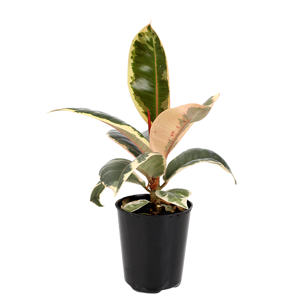 2.5IN_Mini_Foliage_Website_Image_0000s_0003_2.5in-mini-foliage-ficus-tineke-6-cm