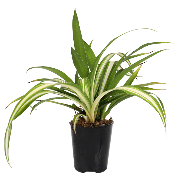 2.5IN_Mini_Foliage_Website_Image_0000s_0004_2.5in-chlorophytum-variegated-green-grow-pot-pi-2-6-cm