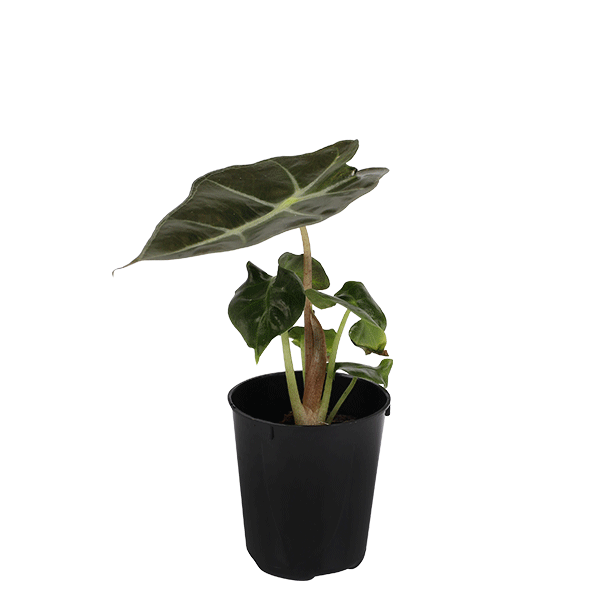 2.5IN_Mini_Foliage_Website_Image_0000s_0005_2.5IN_Alocasia_Bambino