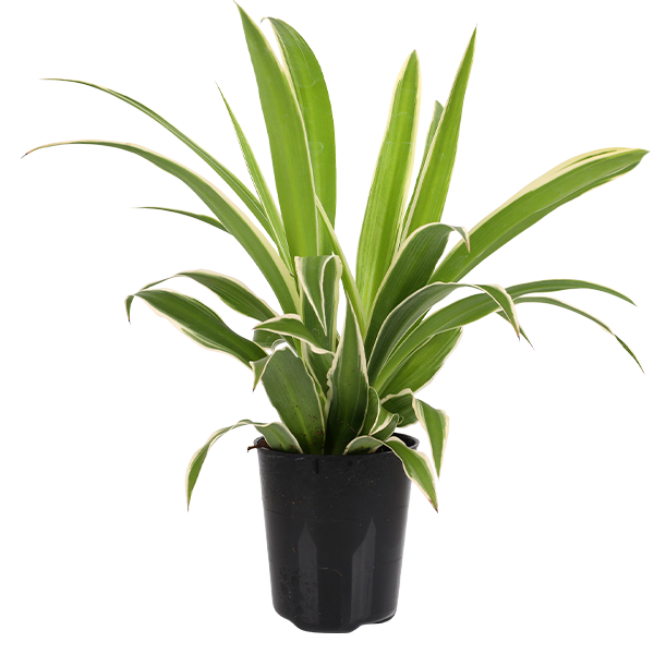 2.5IN_Mini_Foliage_Website_Image_2.5in-chlorophytum-ocrean-grow-pot-pi-2-6-cm