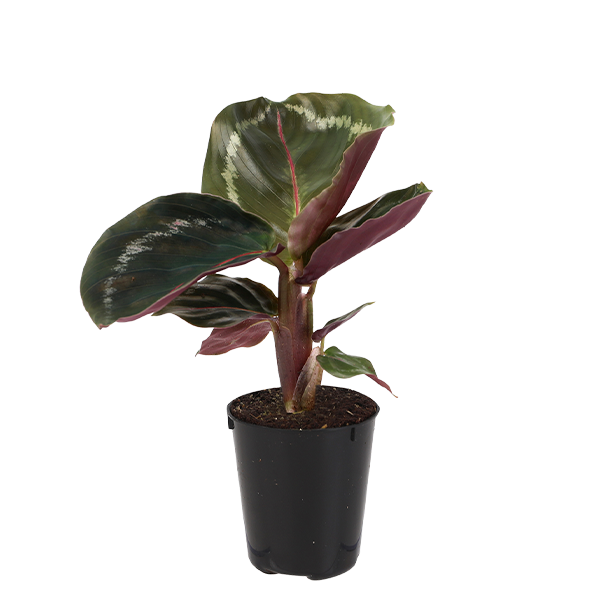 2.5IN_Mini_Foliage_Website_Image_2.5in-mini-foliage-calathea-medalion-product-image-2-6-cm