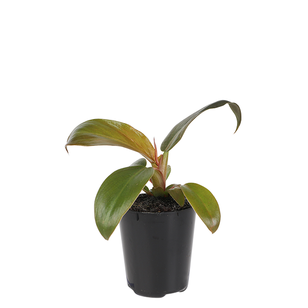 2.5IN_Mini_Foliage_Website_Image_2.5in-mini-foliage-philodendron-imperial-red-product-image-2-6-cm
