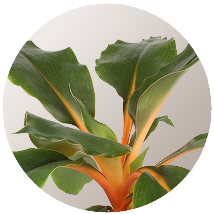 A close up of a plant Description automatically generated