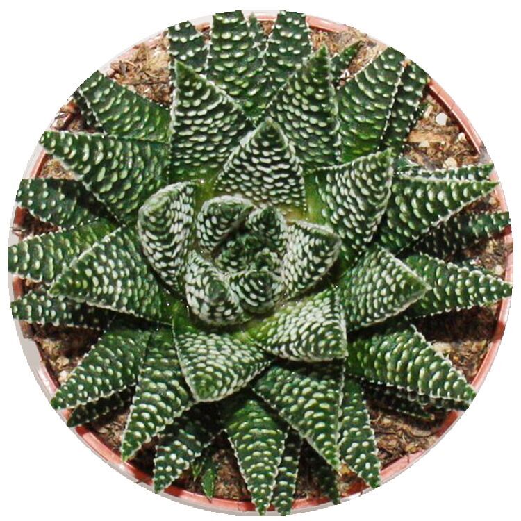 AI SEARCH-WI_Thumbnails_FY26_succulents_Haworthia-Albert-Royal