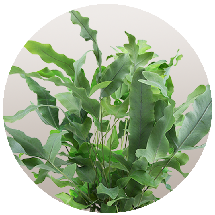 Blue Star Fern Thumbnail