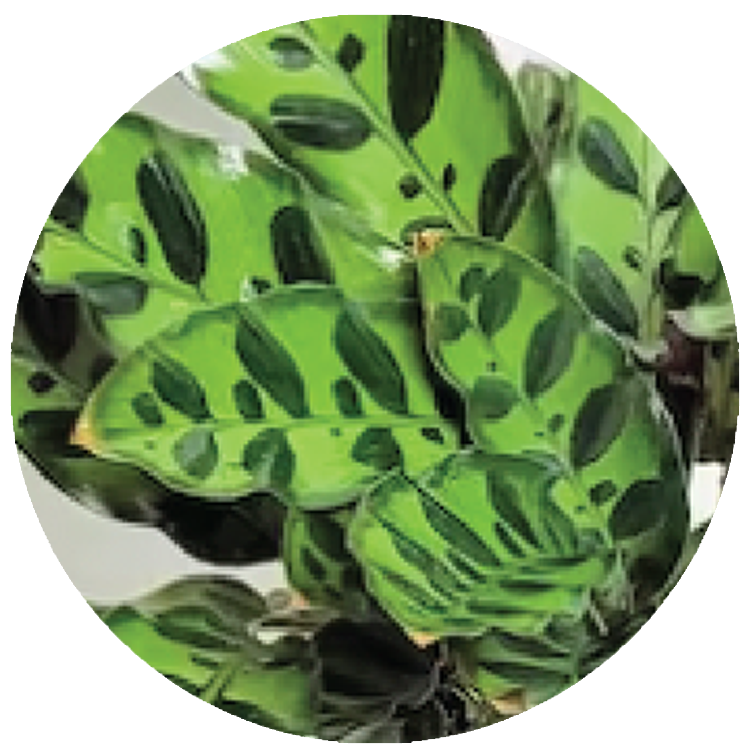 Calathea Lancifolia