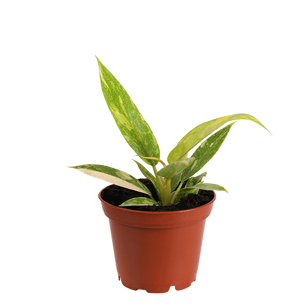 Curated_GH_Product_Images_Website_0000s_0001_3in-ring-of-fire-curated-greenhouse-product-image-7-cm