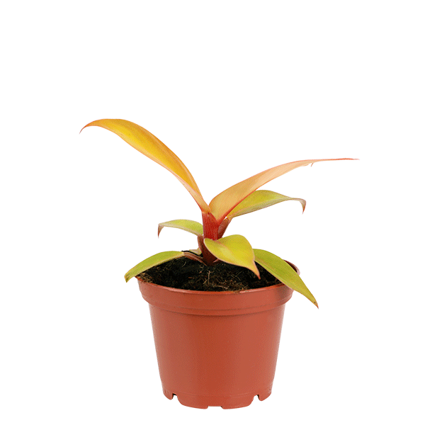 Philodendron Sun Red, mini red philodendron plant