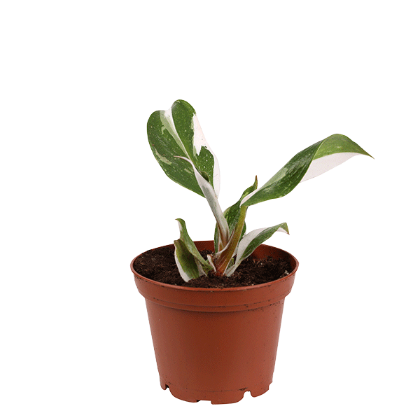 mini philodendron white princess