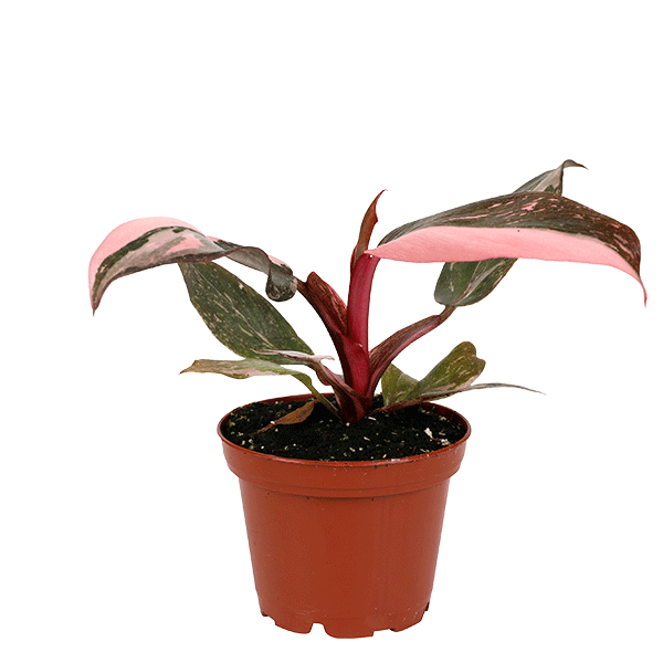 Philodendron Pink Princess, mini pink princess