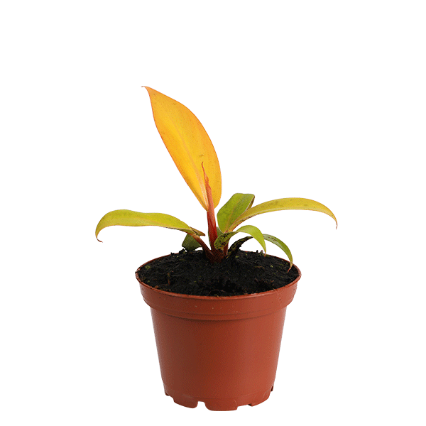 Prince of Orange Plant, Philodendron Prince of Orange