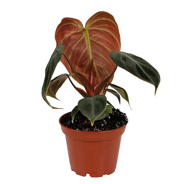 Philodendron El Choco Red