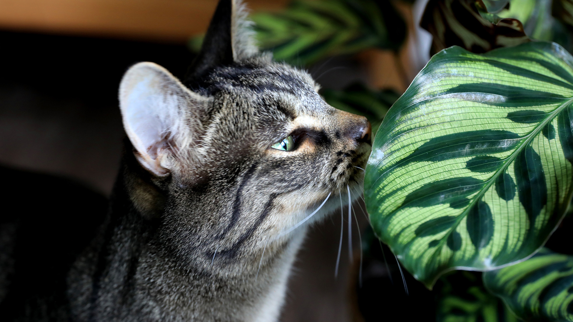 Homepage_Header_Pet_Friendly_Cat_1920_x_1080_3 Homepage_Header_Pet_Friendly_Cat_1920_x_1080_3