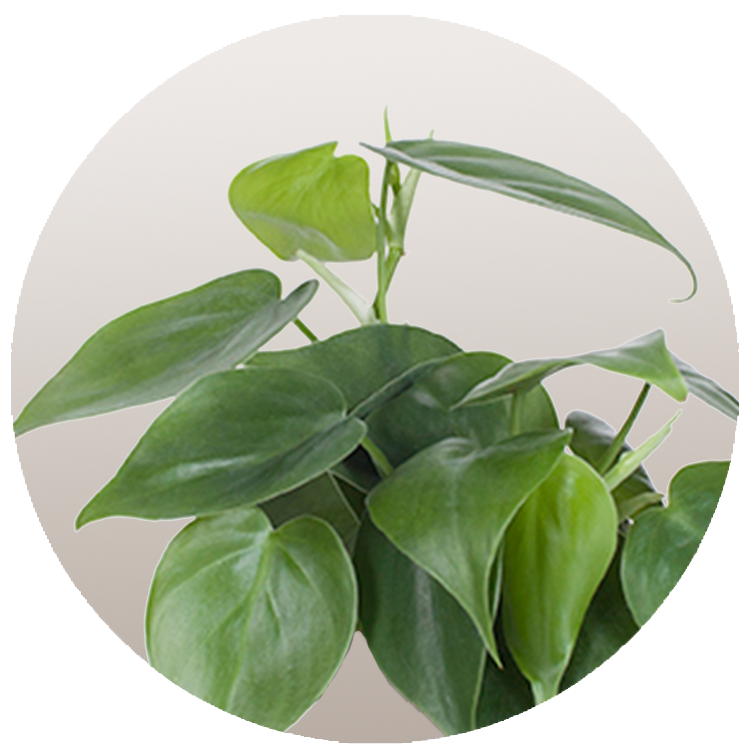 Philodendron Cordatum thumbnail