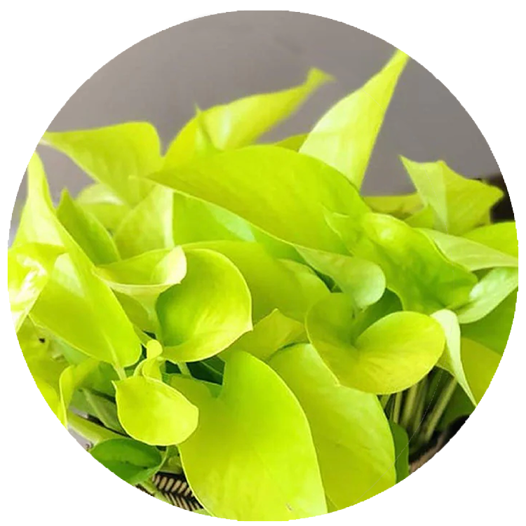Pothos Neon