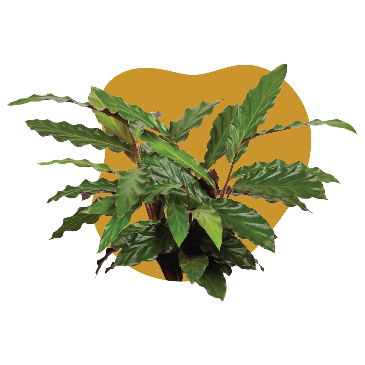 WI_Care_Page_Varieties_Calathea