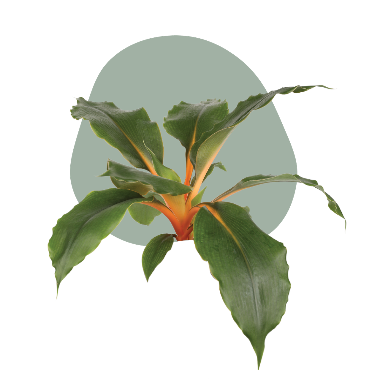 WI_Care_Page_Varieties_Chlorophytum