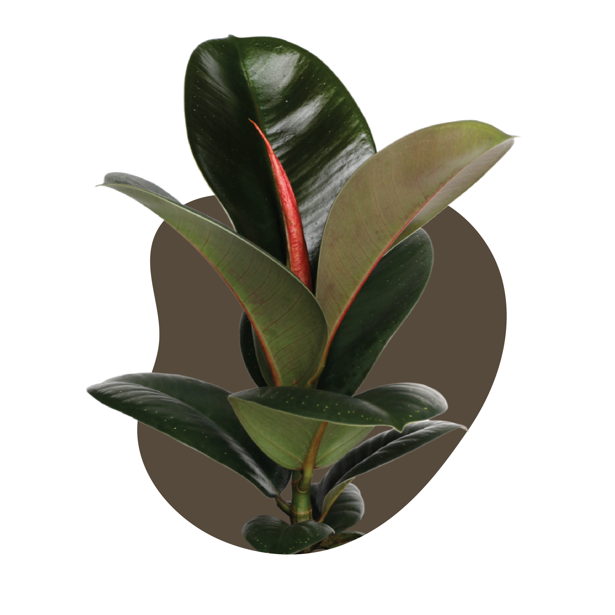 WI_Care_Page_Varieties_Ficus