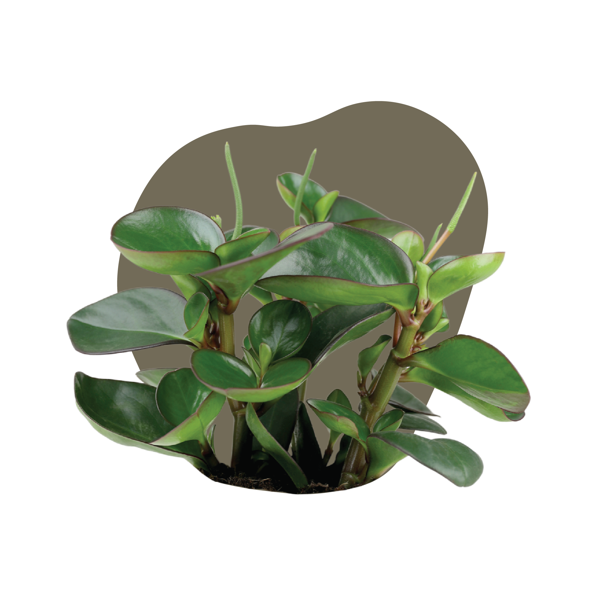 WI_Care_Page_Varieties_Pepermoia