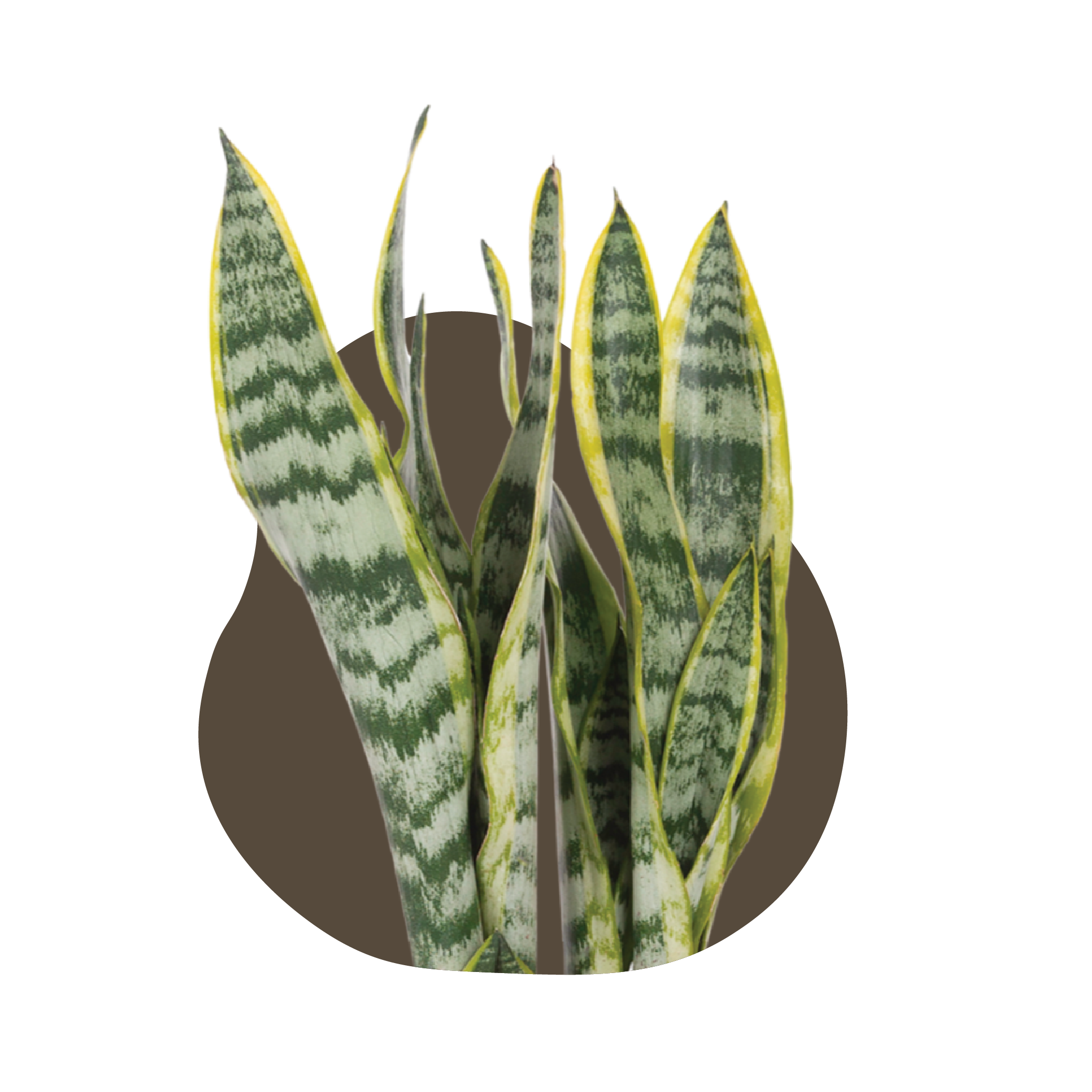 WI_Care_Page_Varieties_Sanseveria