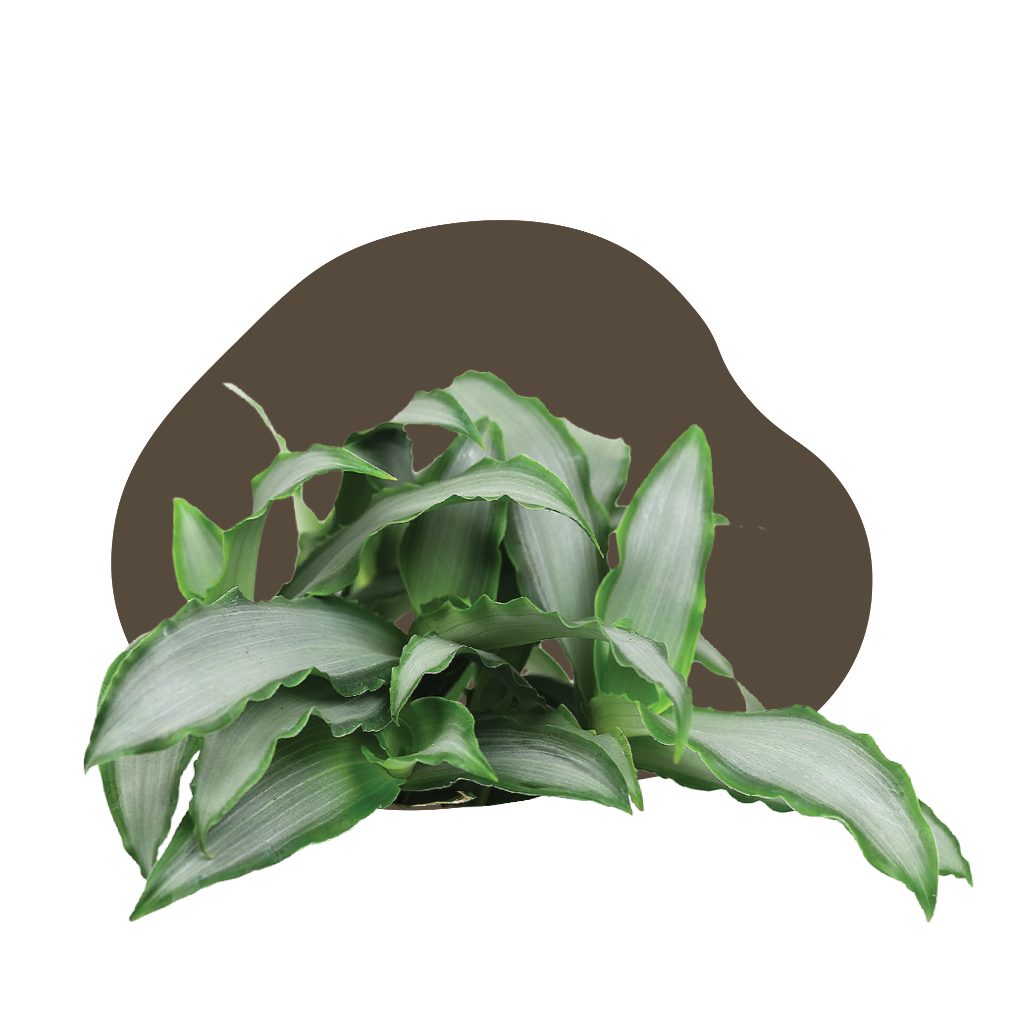 WI_Care_Page_Varieties_Tradescantia