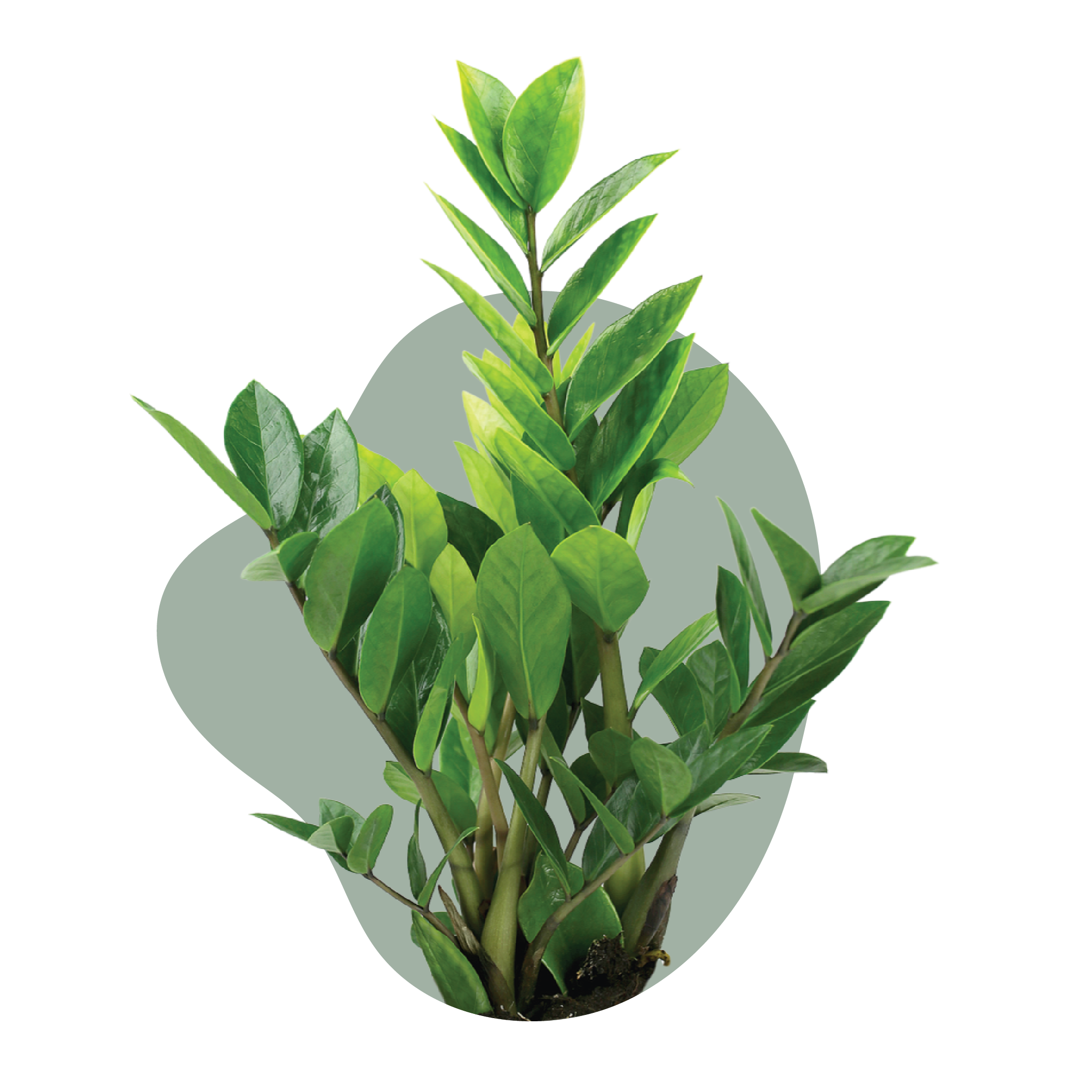 WI_Care_Page_Varieties_ZZ