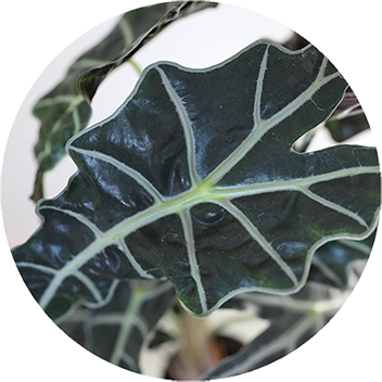 WI_Thumbnails_Alocasia-Amazonica