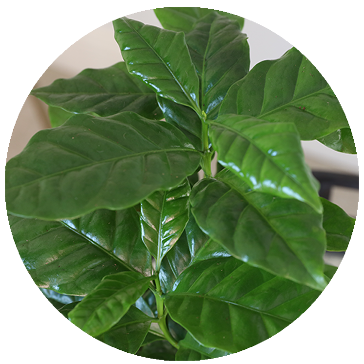 WI_Thumbnails_Arabica-Coffee