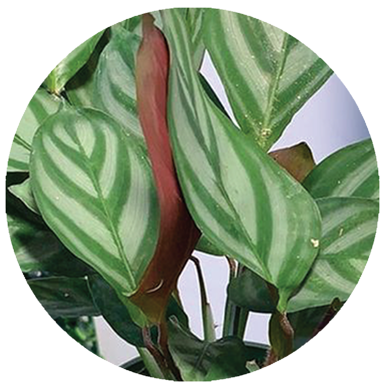 WI_Thumbnails_Calathea-Compactstar