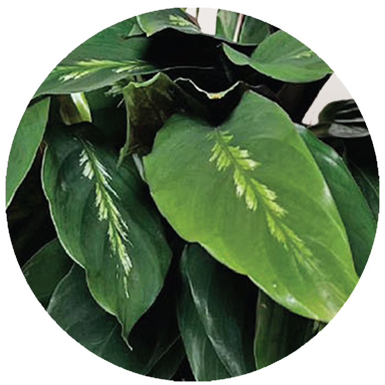 WI_Thumbnails_Calathea-Maui-Queen