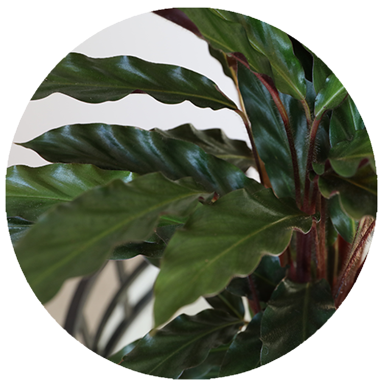 WI_Thumbnails_Calathea-Wavestar