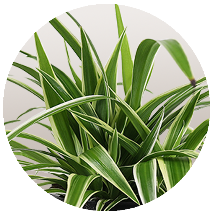 WI_Thumbnails_Chlorophytum-Ocean