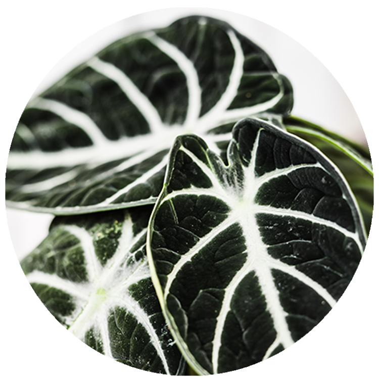 WI_Thumbnails_Curated_Alocasia-Ninja