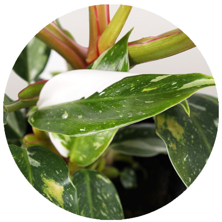 WI_Thumbnails_Curated_Philodendron-White-Princess