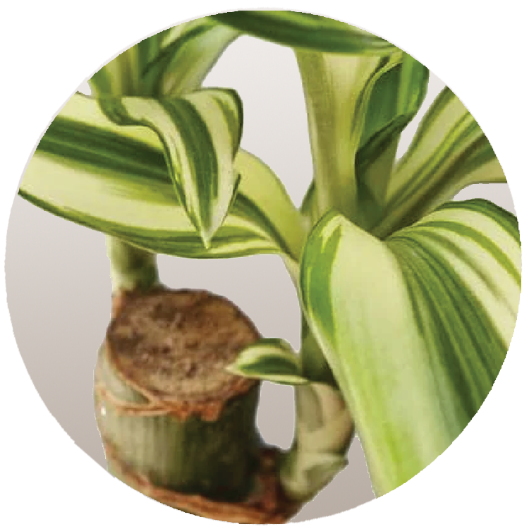 WI_Thumbnails_Dracaena-Deremensis-Sol