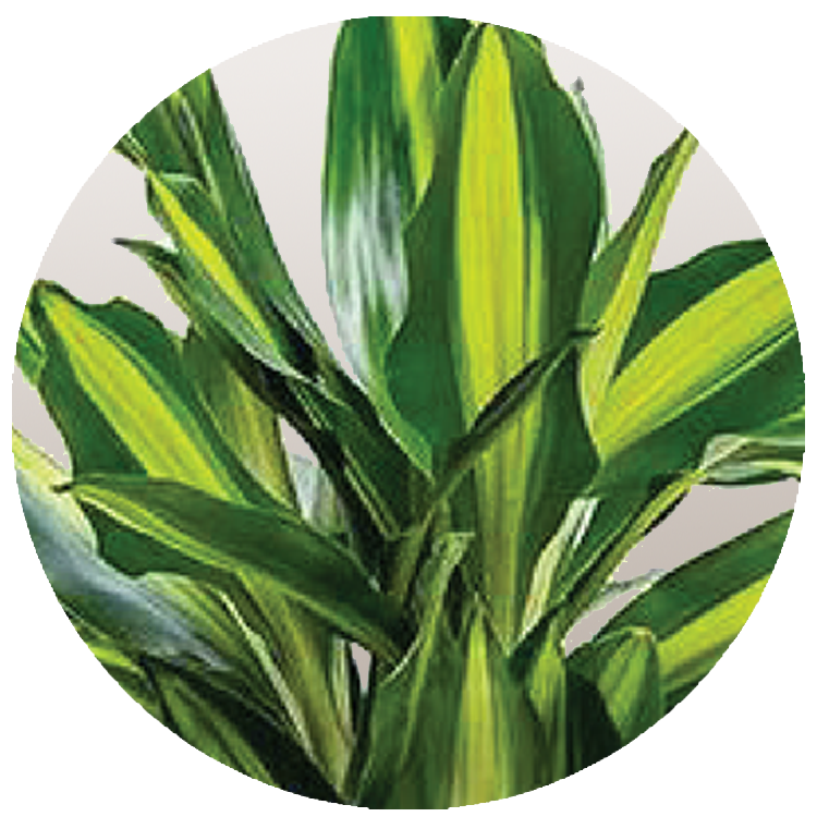 WI_Thumbnails_Dracaena-Moonlight