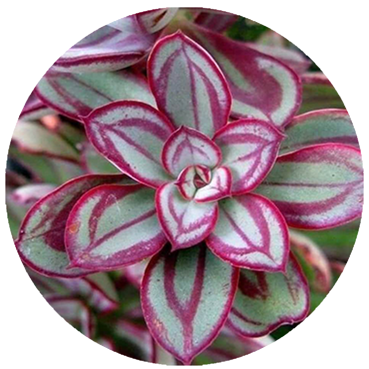 WI_Thumbnails_Echeveria_Nodulosa