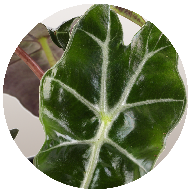 Alocasia Amazonica Plant, Amazonica Plant, Alocasia Amazonica Care