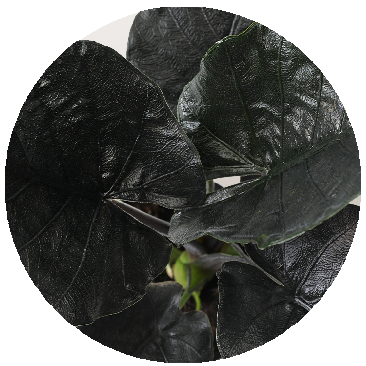 WI_Thumbnails_FY26_Curated_Alocasia_Antoro-Velvet