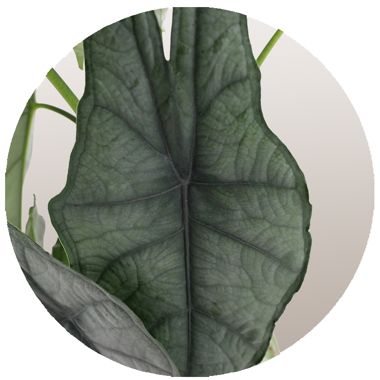 WI_Thumbnails_FY26_Curated_Alocasia_Dragon-Breath