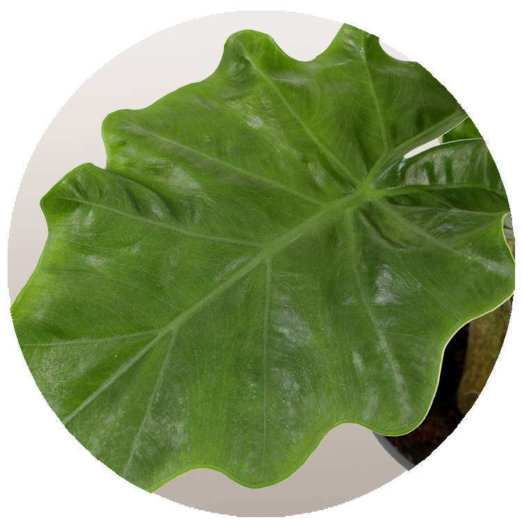 WI_Thumbnails_FY26_Curated_Alocasia_Low-Rider