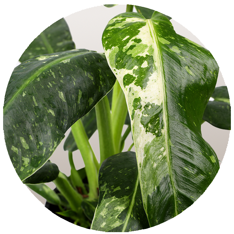 WI_Thumbnails_FY26_Curated_Jose-Bueno