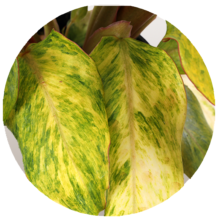 WI_Thumbnails_FY26_Curated_Orange-Marmalade